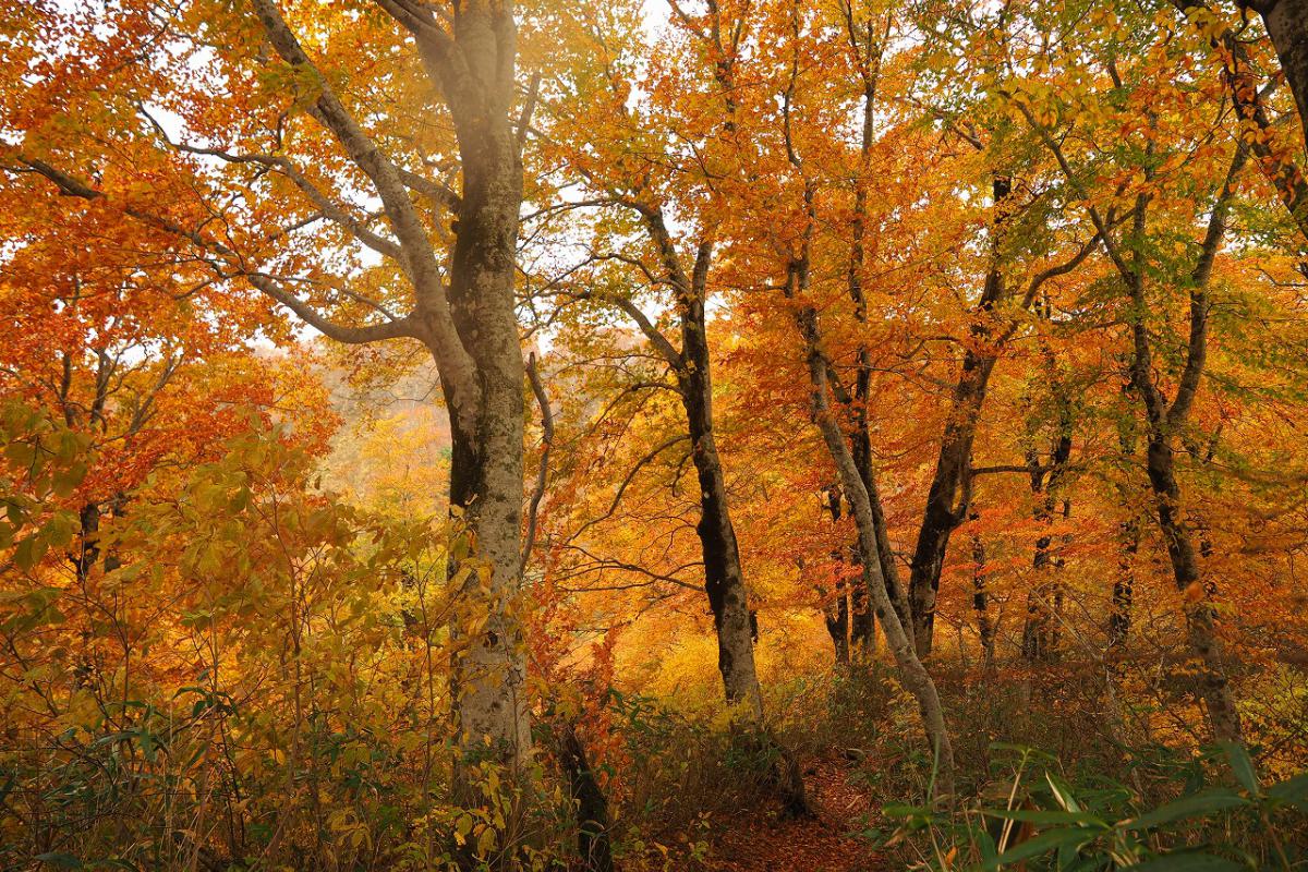 【一日】白神マタギ舎　高倉森トレッキング(プライベート）