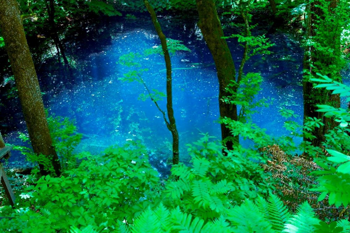 春の白神山地写真展
