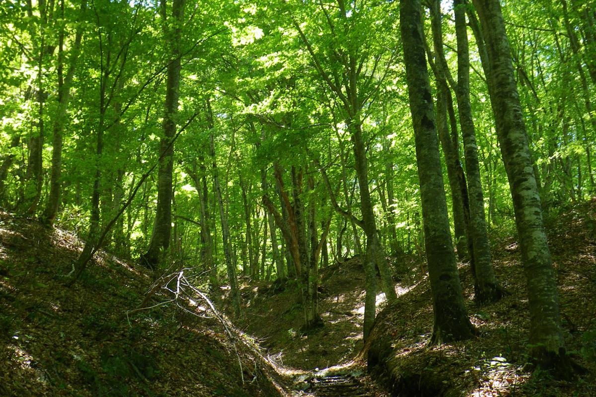 【９：４５定刻出発プラン】世界自然遺産の径・ブナ林散策道満喫コース