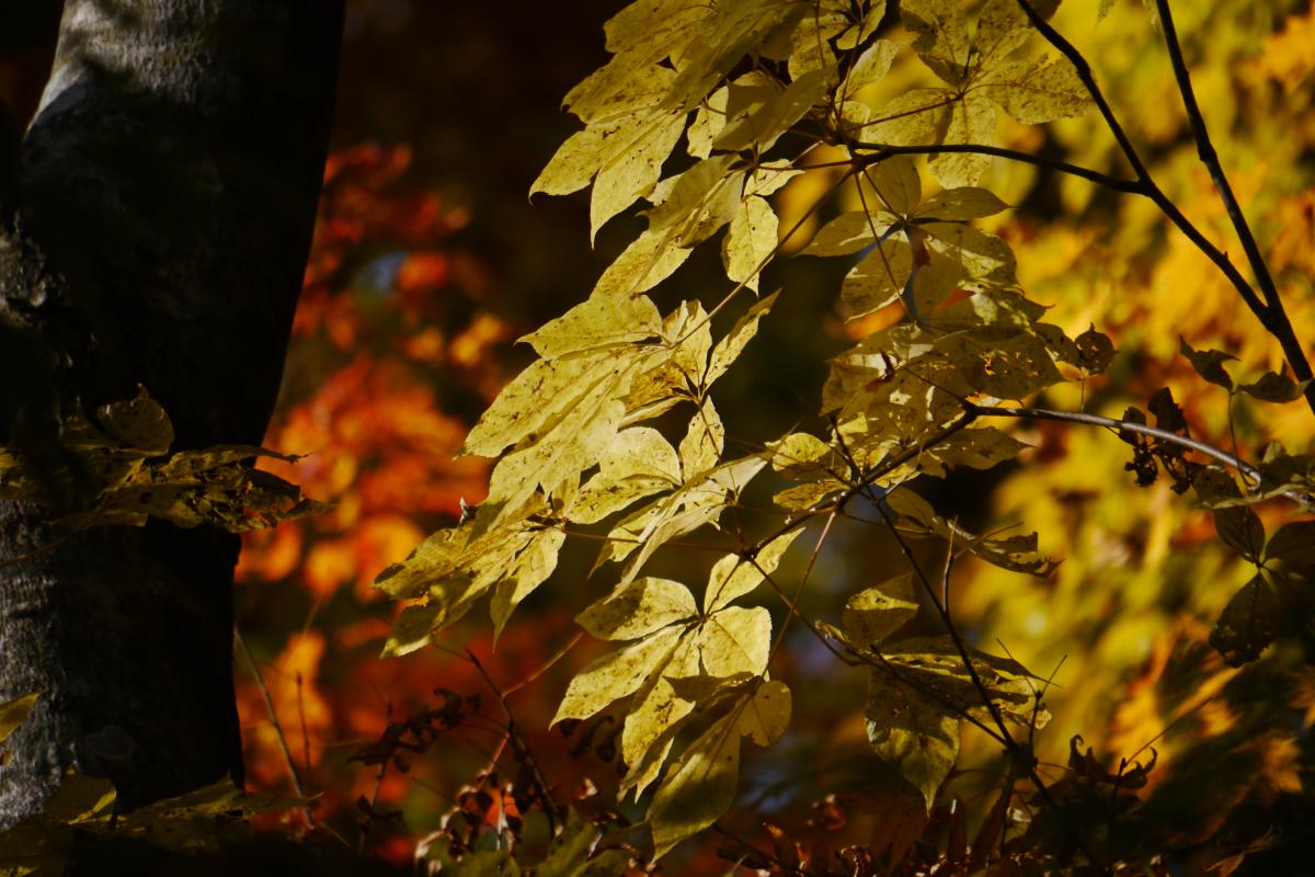 【宿泊付】歩いて、食べて、温泉へ（プライベートツアー）