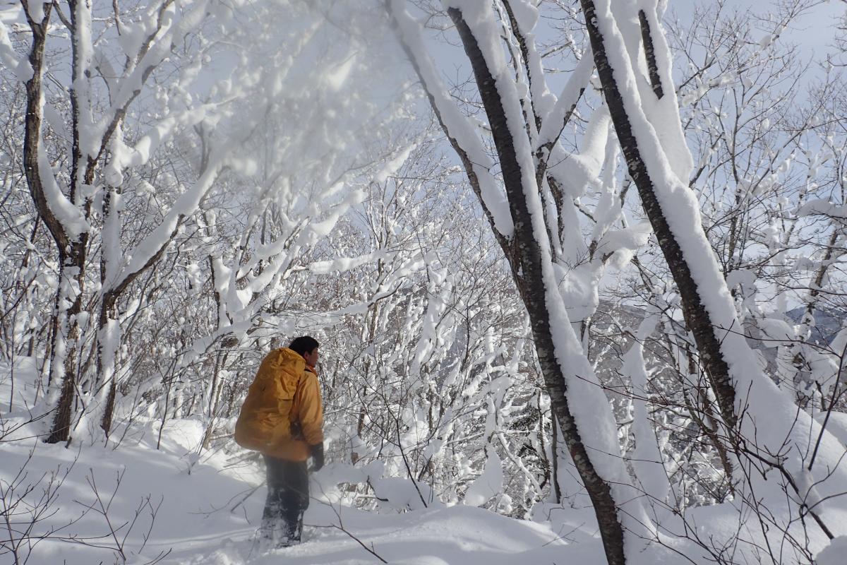 【半日】白神マタギ舎　雪の森歩き